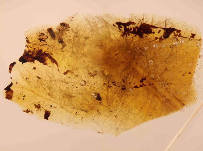 Los escarabajos que comían plumas de dinosaurios