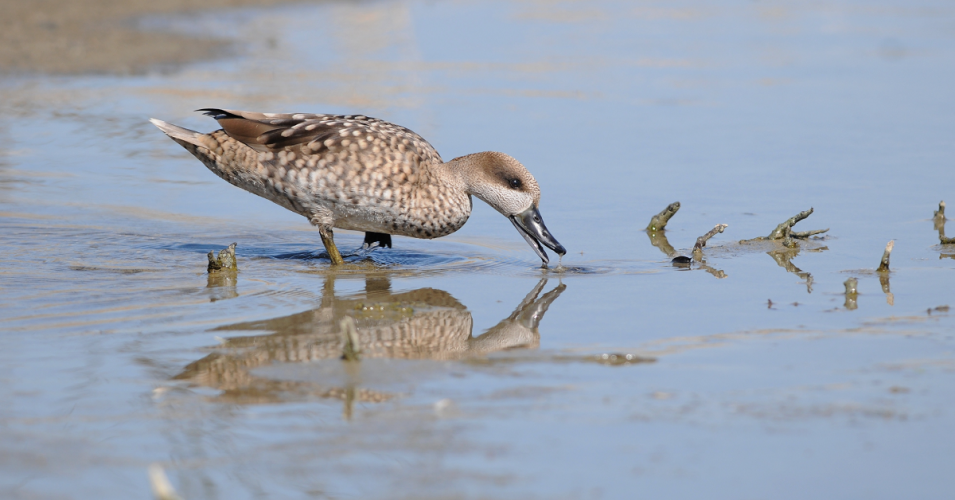 Mejorando el hábitat de la cerceta pardilla