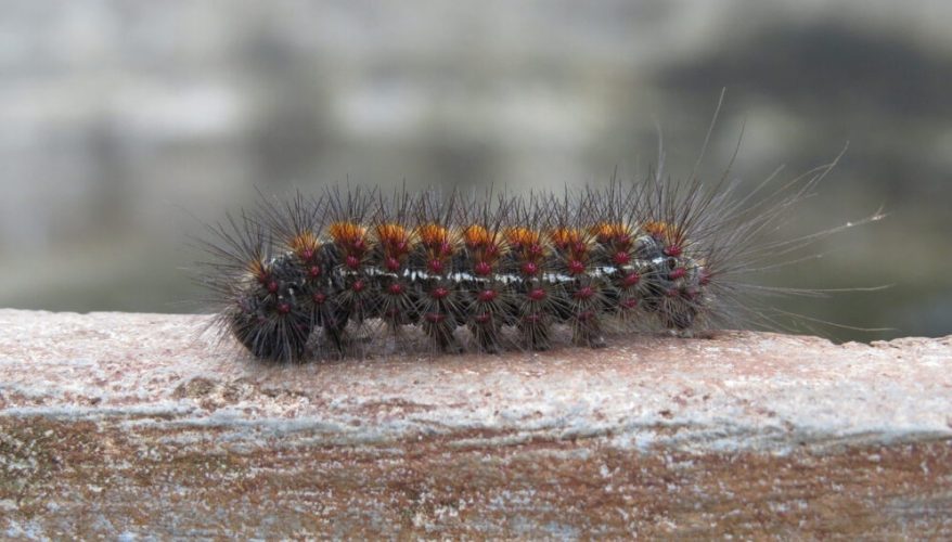 Mordeduras de serpientes, arañas, ranas y orugas en México