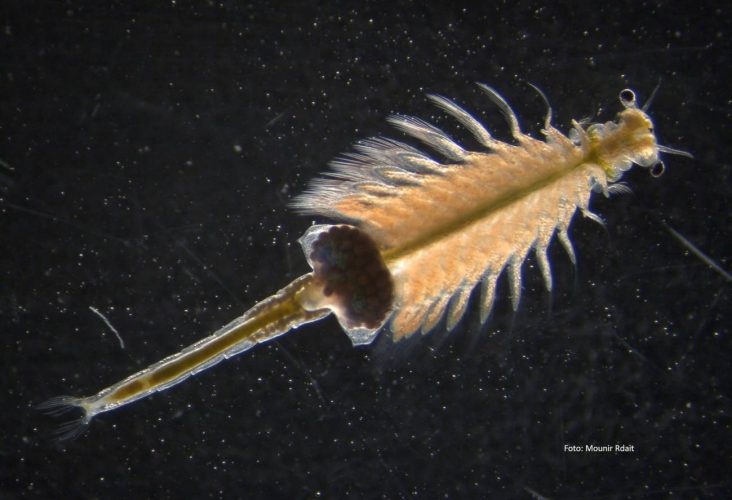 Ojo descubren nuevas especies del crustáceo ‘Artemia’