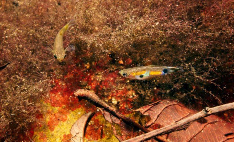 Peces: Qué hacen las hembras exigentes