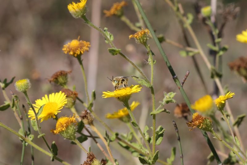 Primer informe sobre los polinizadores silvestres en Cataluña