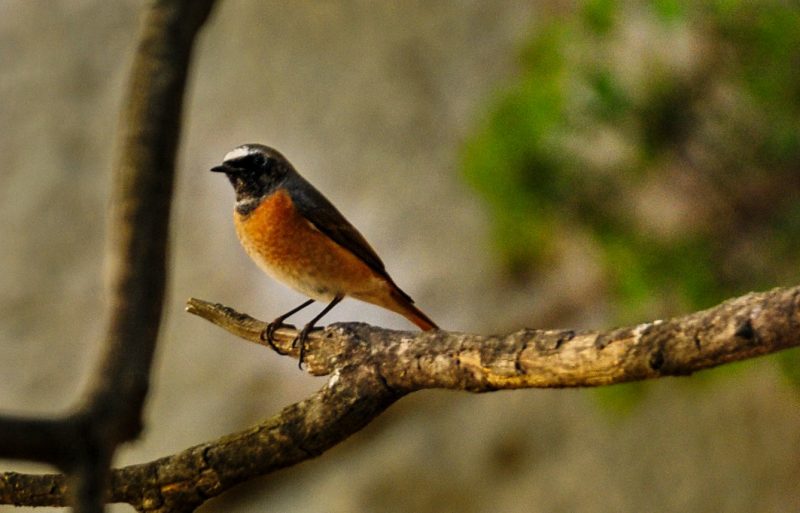 Qué es el programa Paser