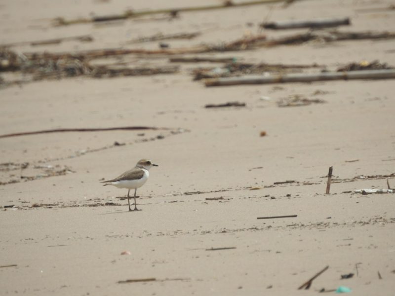 Red de Municipios por el Chorlitejo Patinegro se amplía
