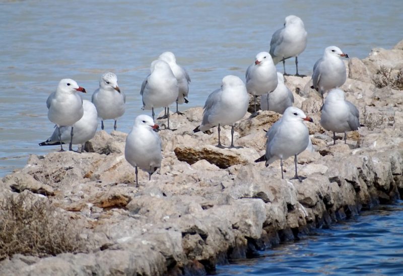 Teresa Ribera visita las salinas de Marchamalo