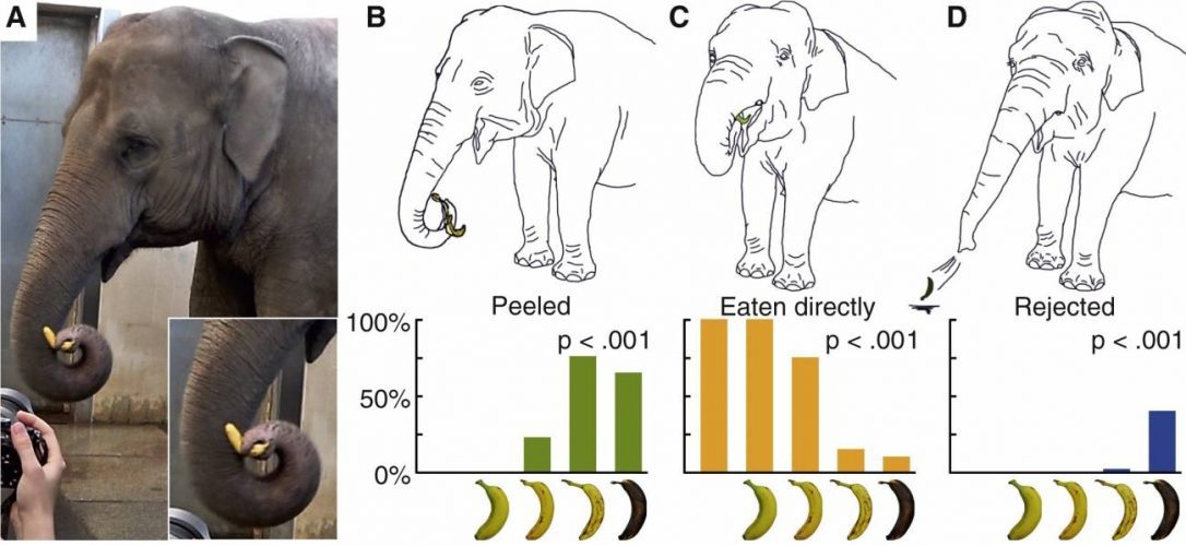 Una elefanta pelando plátanos