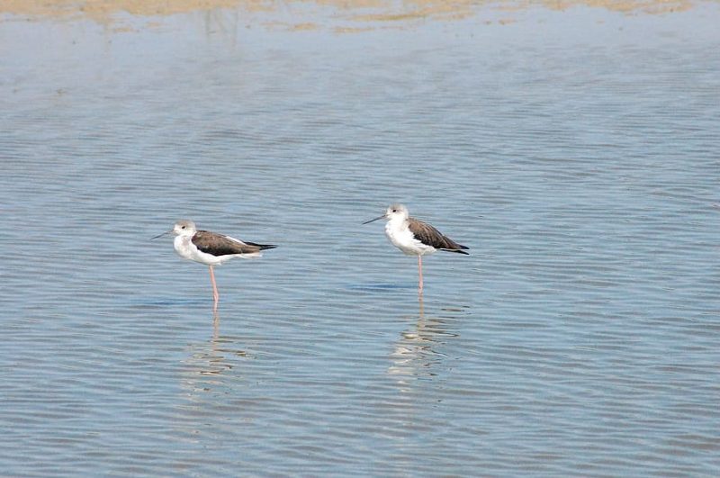 Salvemos Doñana proyecta movilizar a la ciudadanía