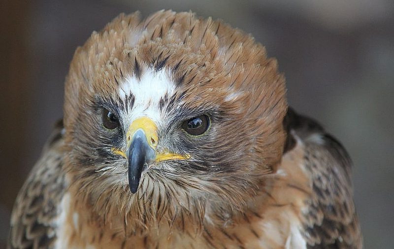 Águila calzada en DIRECTO
