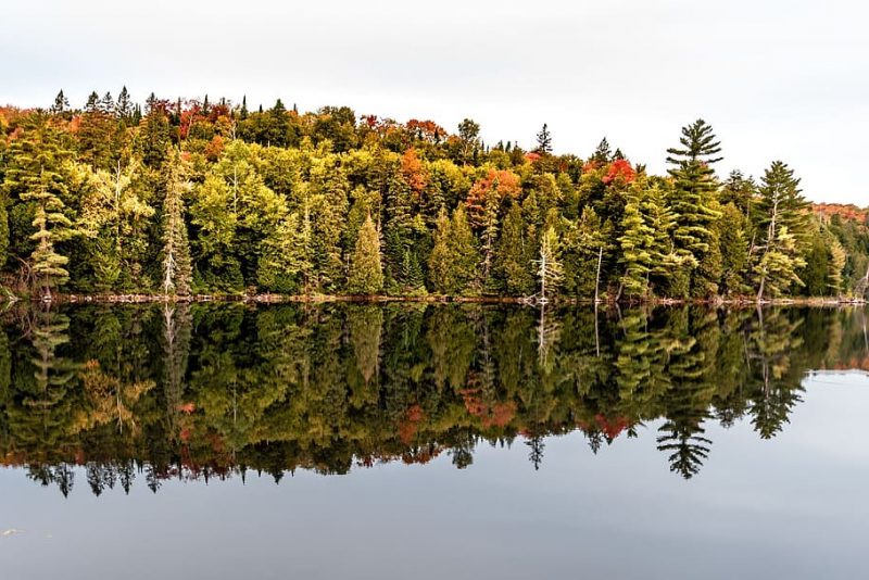 La biodiversidad arbórea mitiga el cambio climático