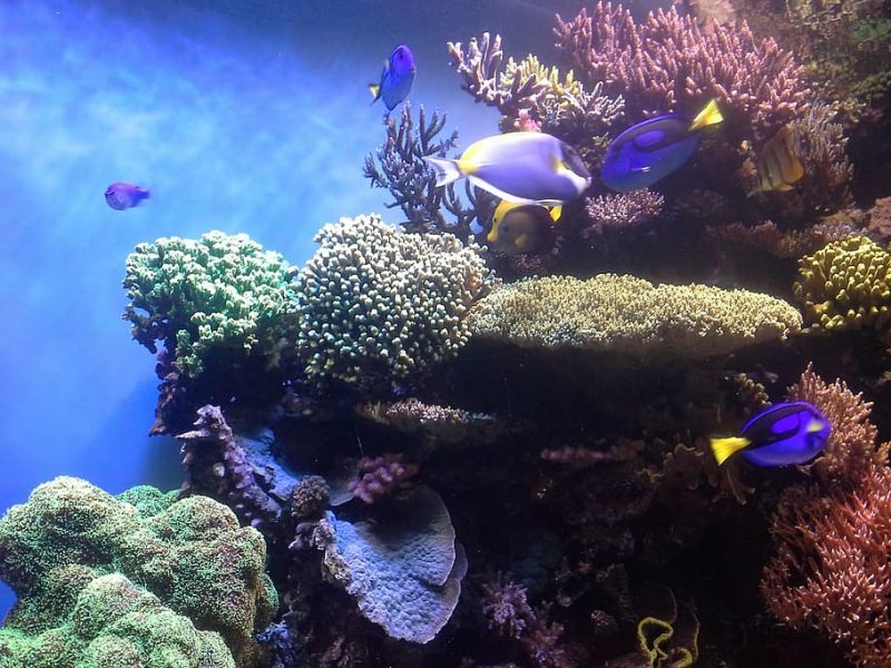 Toda la biodiversidad coralina en una muestra de agua de mar