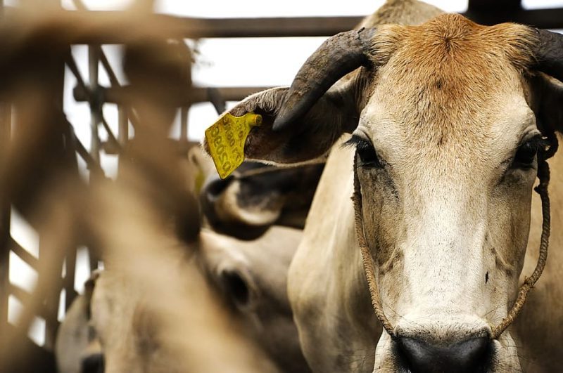 Otro informe de la UE contra el transporte de animales vivos