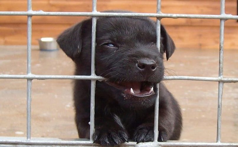 La ciencia en UE aún mata millones de animales