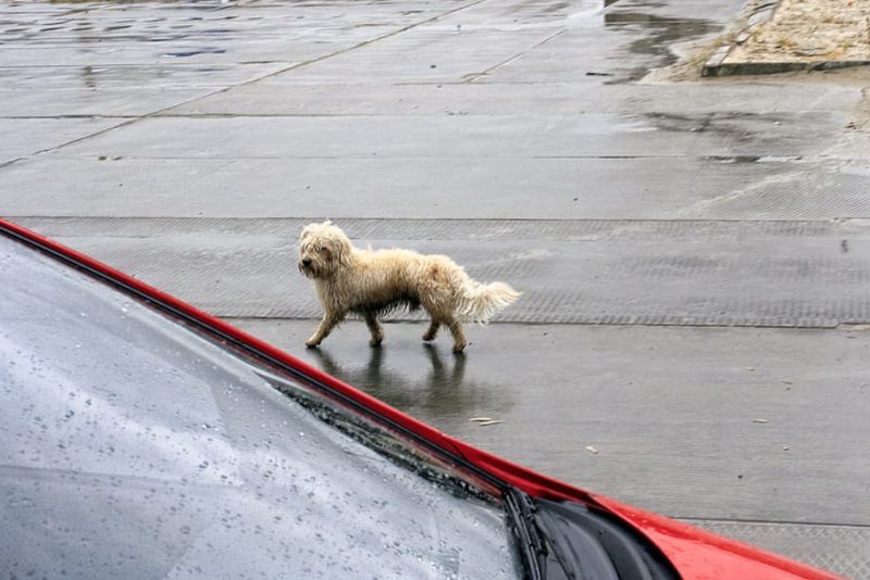 Día Internacional de los Animales Callejeros 2023