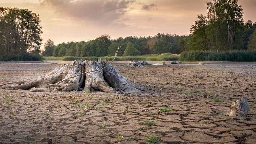 Nueva ley del PE para luchar contra la deforestación mundial