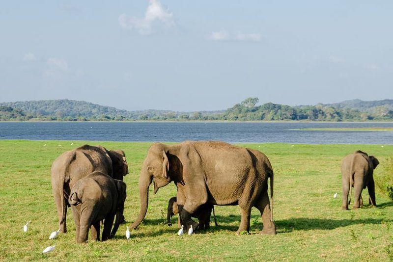 El terrible declive de los ecosistemas de los elefantes