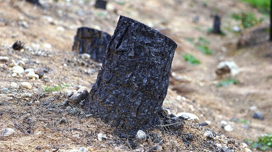 Asturias subvencionará la reforestación de las áreas calcinadas