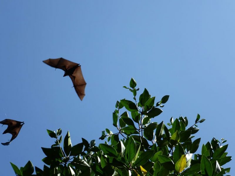 Día de Apreciación de los Murciélagos 2023