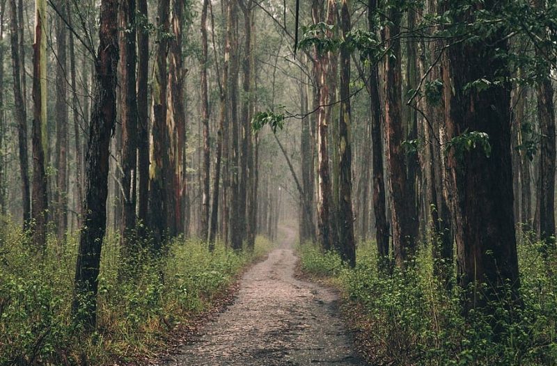 Cláusulas ambientales obligatorias en gestión pública vasca