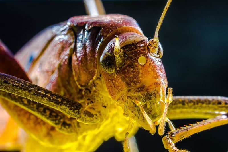 Presente y futuro del cultivo de insectos en la UE