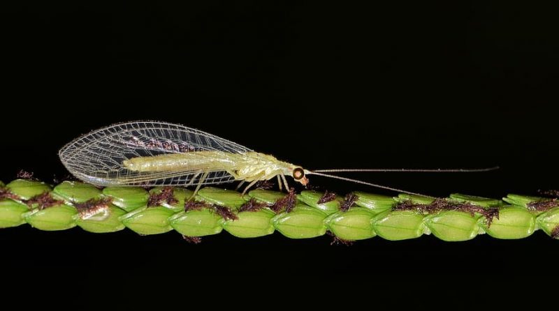 Cada vez hay menos insectos neurópteros