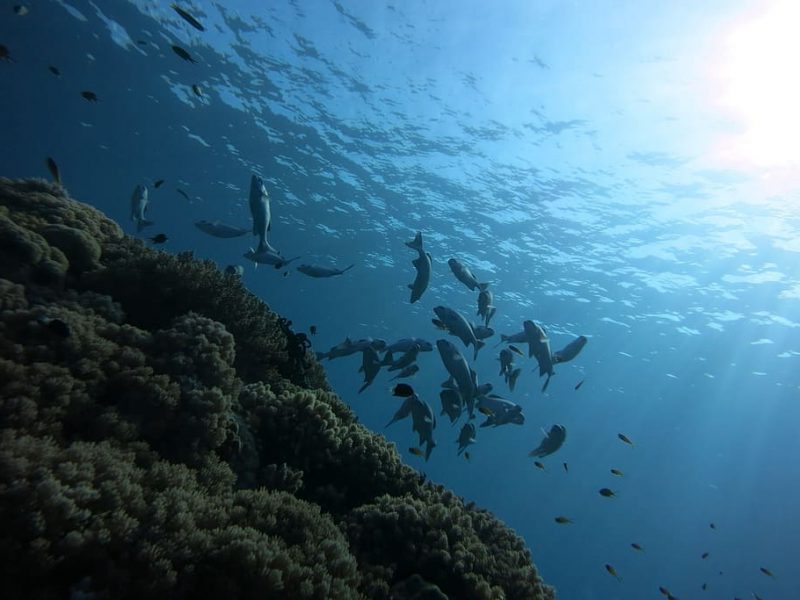 Zona crepuscular oceánica en riesgo por el calentamiento global