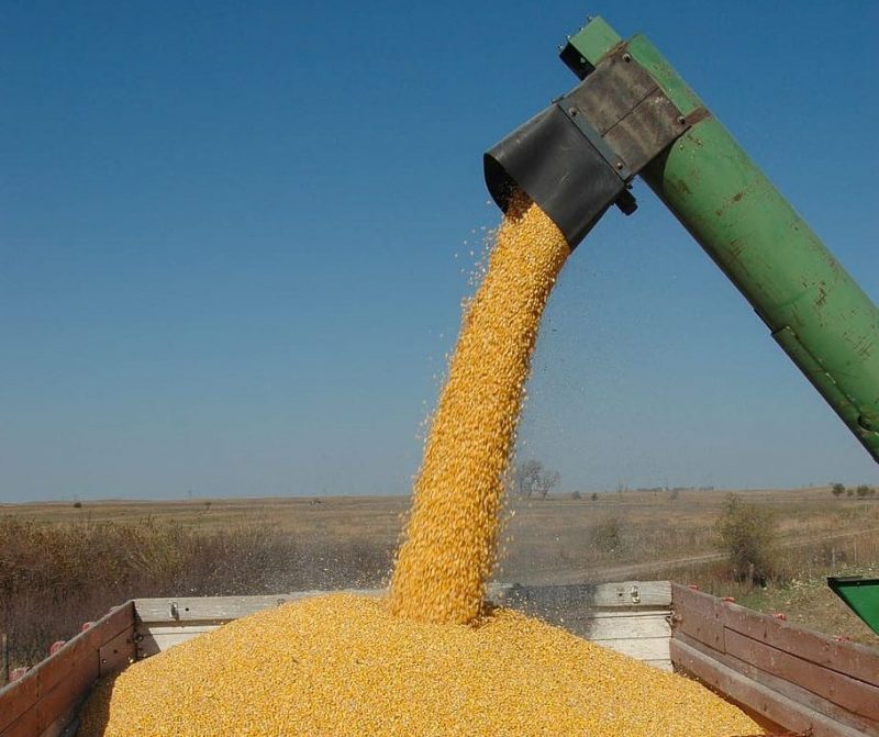 harvest corn fall agriculture ethanol food e1680693956908