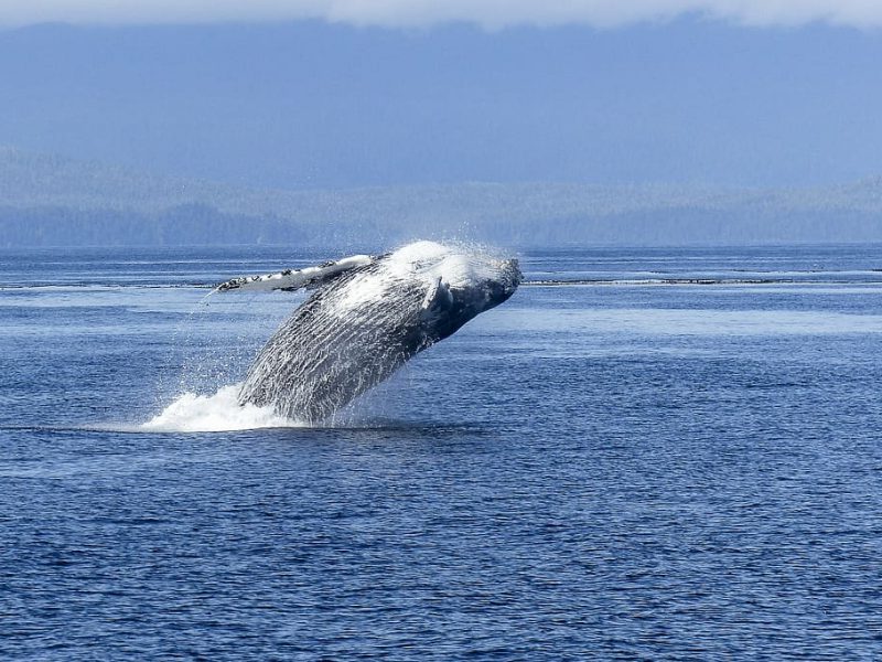 El spa de las ballenas jorobadas