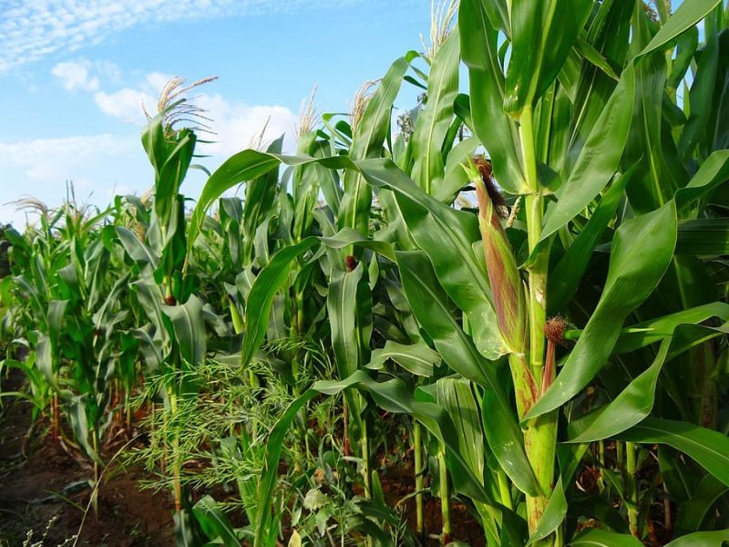 Residuos agrícolas reconvertidos en limpiadores de aire