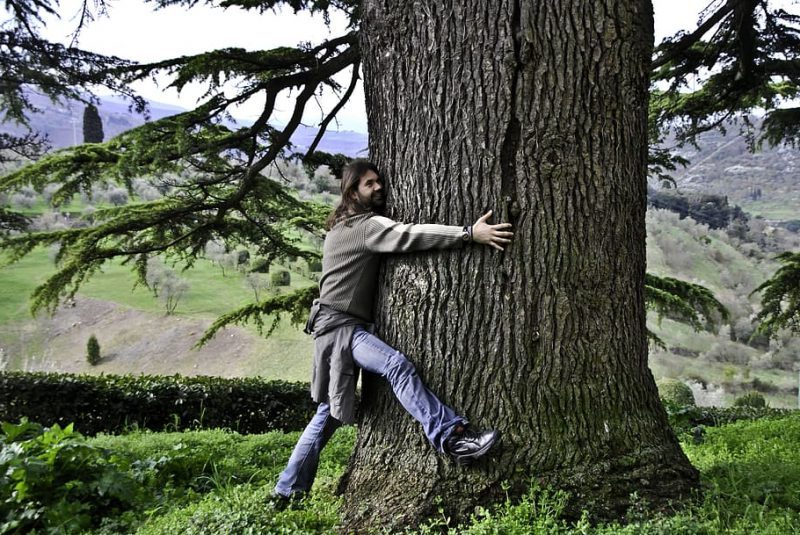 Los grandes árboles protegen el clima y la naturaleza