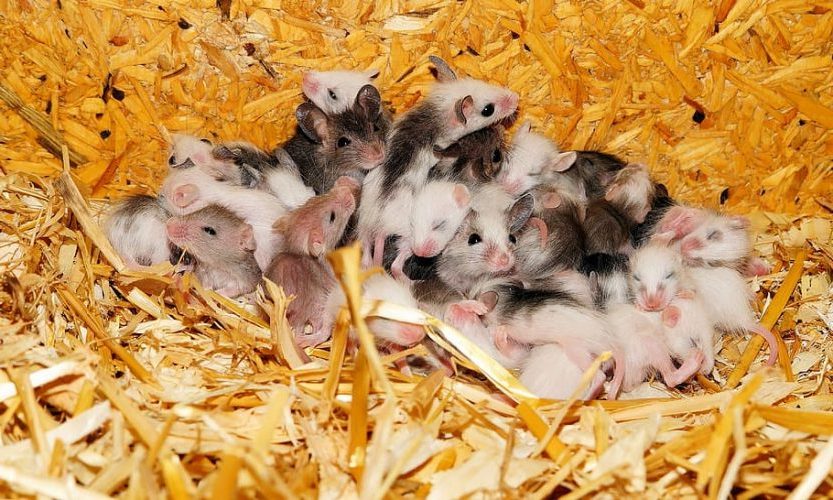 Día Mundial del Animal de Laboratorio 2023