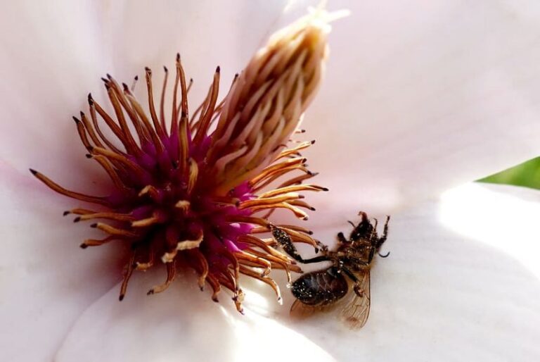 ¿Por qué hay cada vez menos insectos?