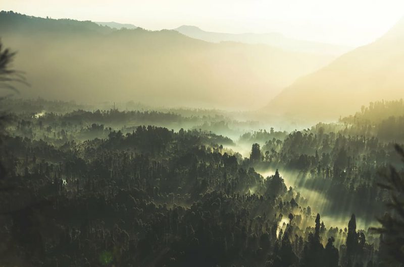 Los doctores de los árboles