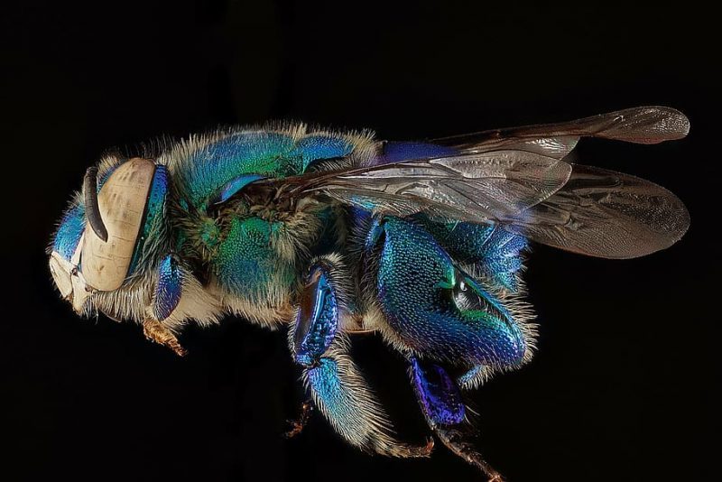 ¿Por qué las abejas de las orquídeas elaboran su propia fragancia?