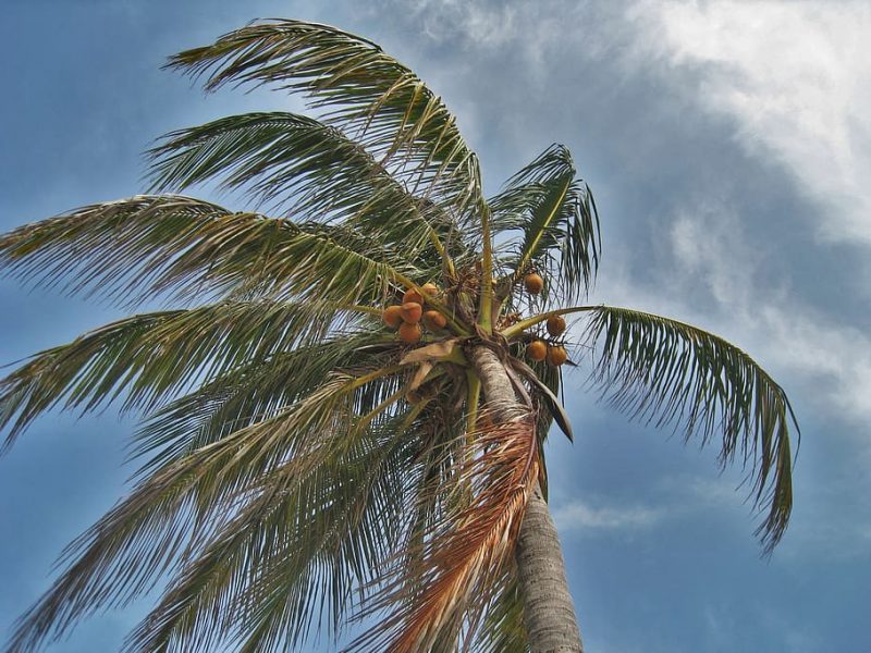 ¿Cómo prepararse para los efectos del cambio climáticos?