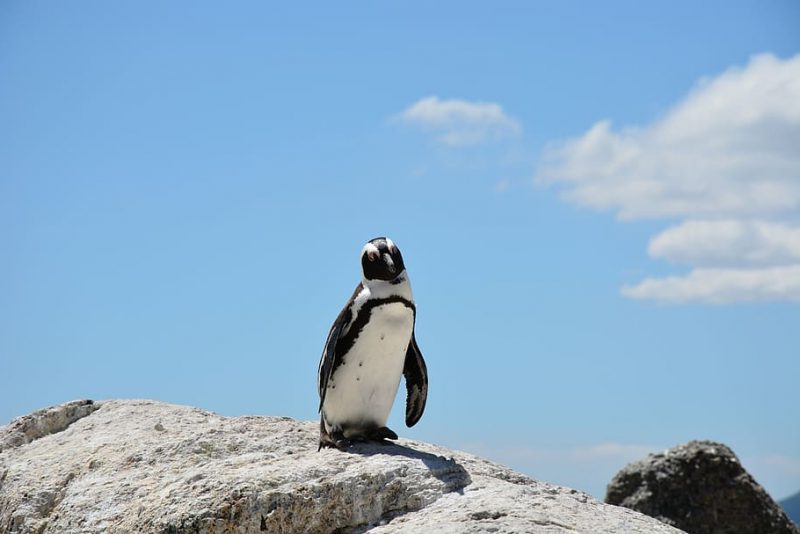 Día Mundial de los Pingüinos 2023
