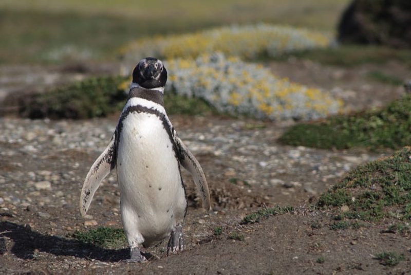 Microplásticos en las entrañas de los pingüinos de Magallanes