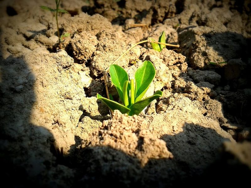 Los microbios del suelo pueden salvarnos del calentamiento global