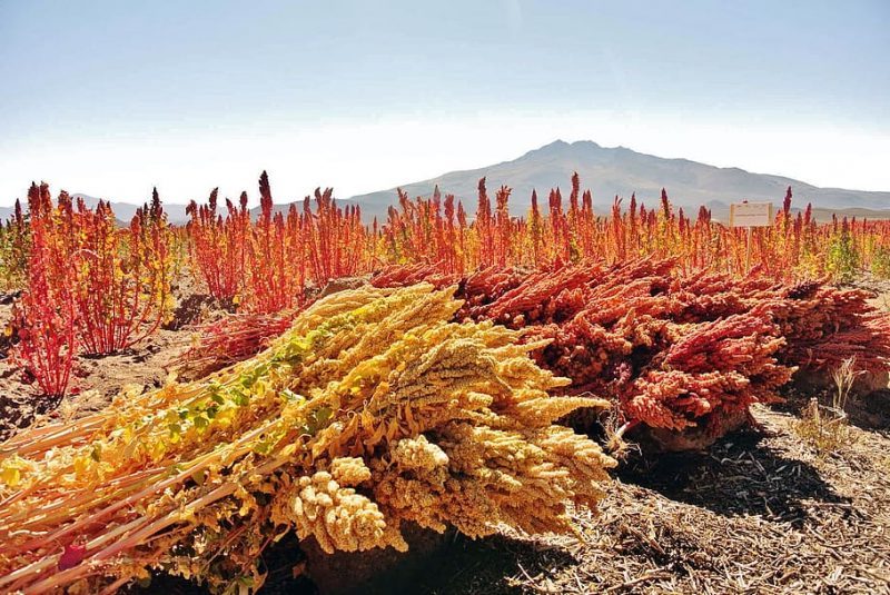Historia de la quinua o quinoa