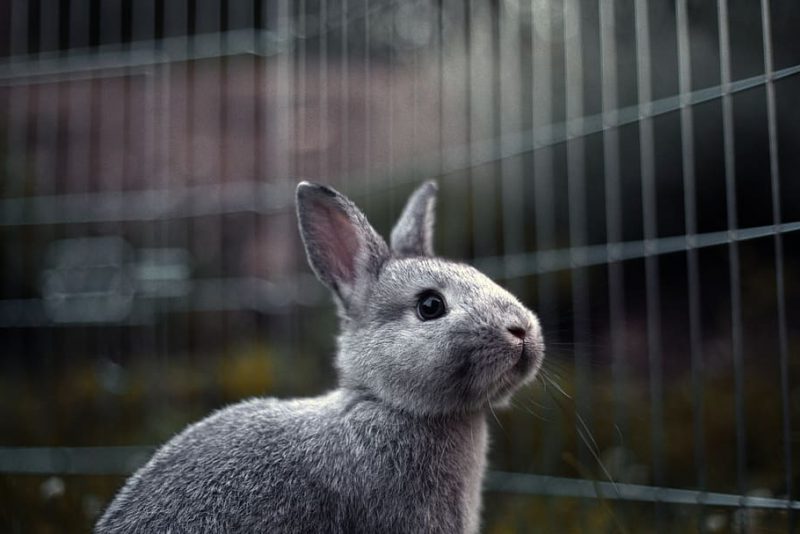 El atroz sufrimiento de los conejos en Europa