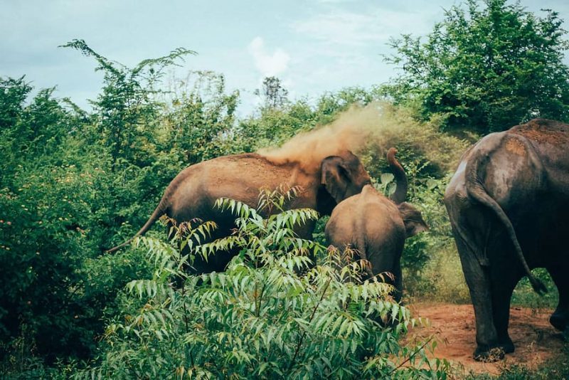 El terrible declive de los ecosistemas de los elefantes