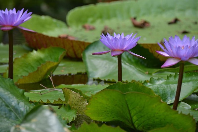 ¿Qué le pasará a la selva amazónica de cara a futuras sequías?