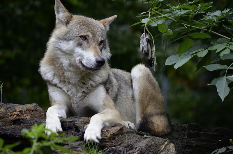 Por fin La Rioja adopta al lobo ibérico
