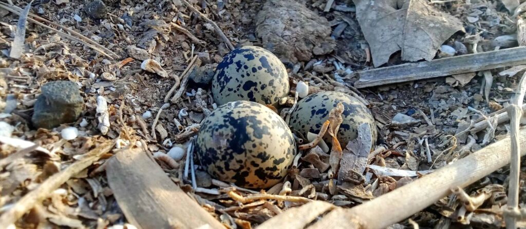 #NoMeToquesLosHuevos del chorlitejo patinegro