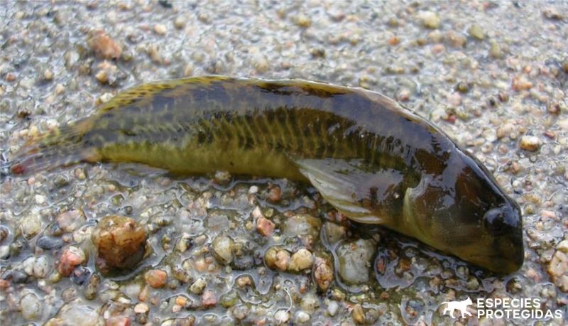 Todo lo que debes saber sobre el pez fraile