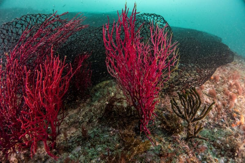 Buscando los artes de pesca perdidos y abandonados