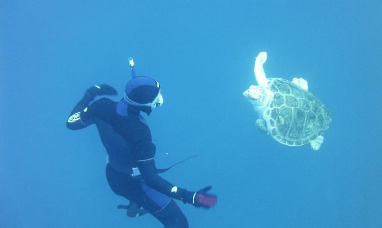Secuenciación genética de la tortuga laúd y de la tortuga verde