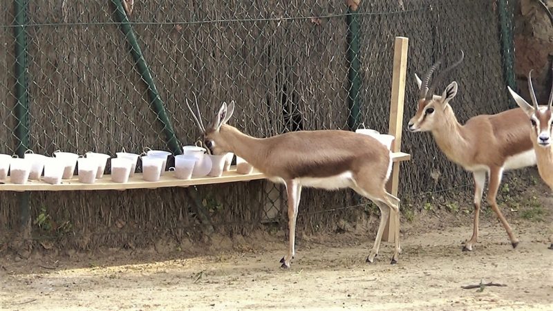 La innovación de los animales menos sociales