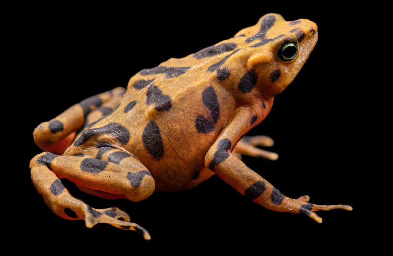 Salvando de la extinción a las ranas panameñas