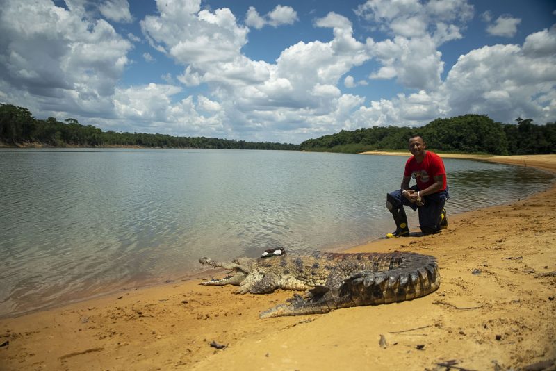 Buscando la diversidad genética de los cocodrilos del Orinoco