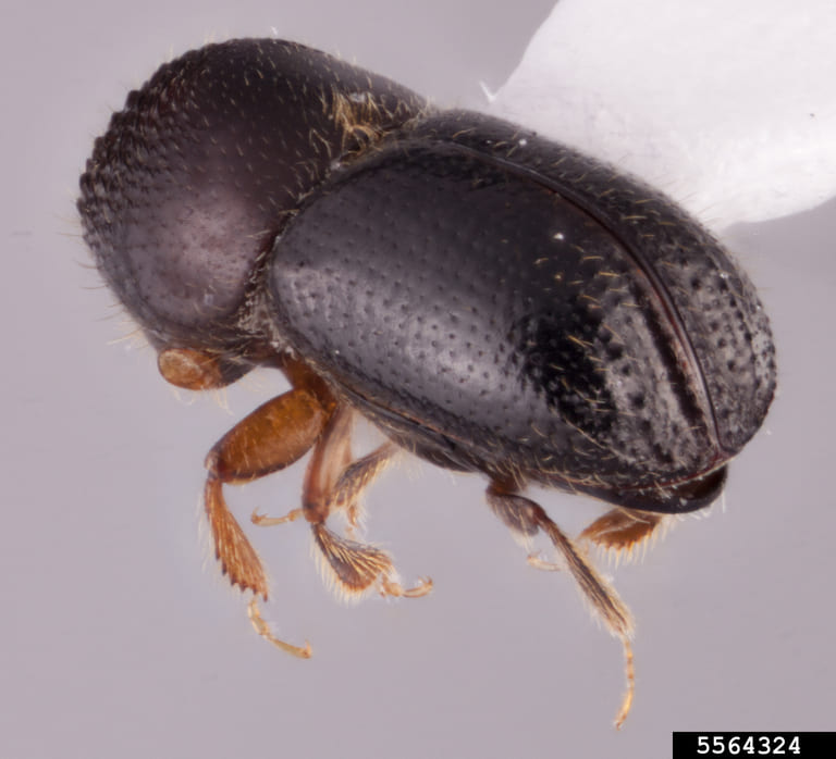 Educar e informar para combatir a las especies invasoras